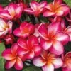 Plumeria 'Red'
