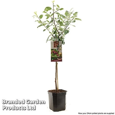 Plum 'Victoria' - Image 2