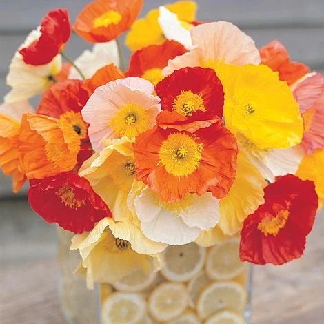 Poppy 'Gartenzwerg' - Image 2