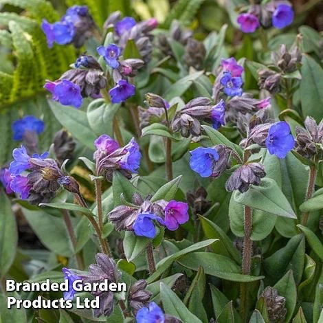 Pulmonaria 'Blue Ensign' - Image 2