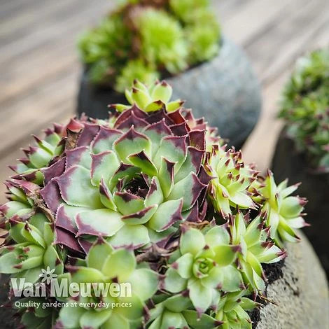 Sempervivum 'Mixed' - Image 7