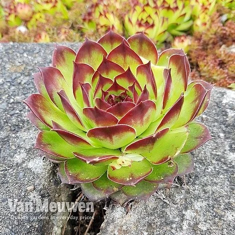 Sempervivum 'Mixed' - Image 8