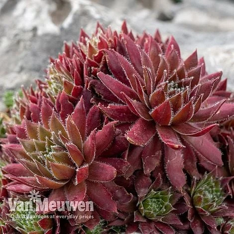 Sempervivum 'Mixed' - Image 4