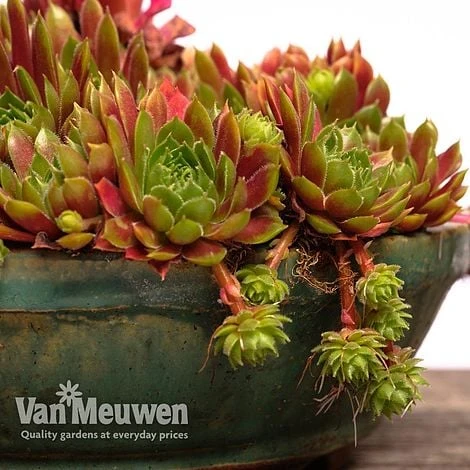 Sempervivum 'Mixed' - Image 9