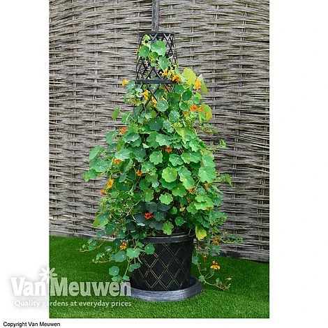 Tower Potâ„¢ Black & Gold