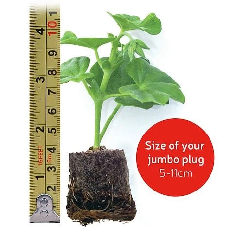 Heuchera 'Mosaic' - Image 4