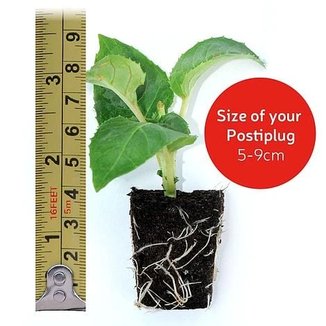 White Basket Duo Collection - Image 4