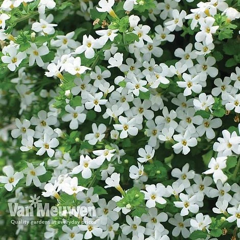 White Basket Duo Collection - Image 2