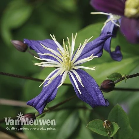 Clematis X Aromatica - Image 2
