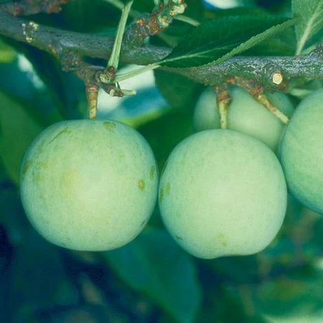 Gage 'Old Green Gage' - Image 2