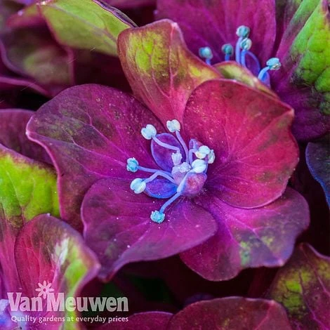 Hydrangea Macrophylla GLAM ROCK 'Horwack' - Image 4
