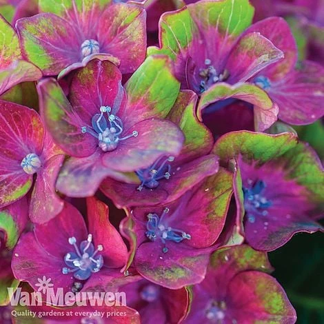 Hydrangea Macrophylla GLAM ROCK 'Horwack' - Image 3