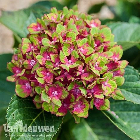 Hydrangea Macrophylla GLAM ROCK 'Horwack' - Image 5