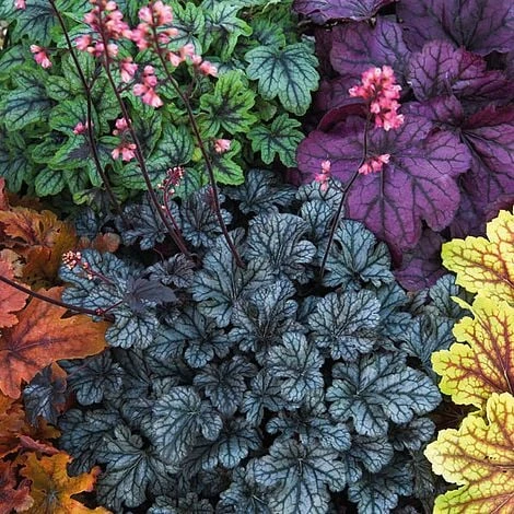 Heuchera 'Mosaic' - Image 5