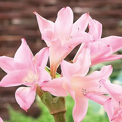 Amarcrinum Memoria-corsii 'Howardii' - Image 3