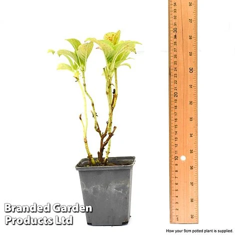 Hydrangea Macrophylla GLAM ROCK 'Horwack' - Image 6