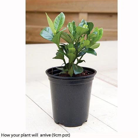 Gardenia Jasminoides 'Kleim's Hardy' - Image 3