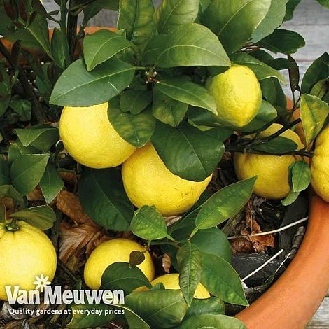 Fruit Meyer Lemon - Image 3