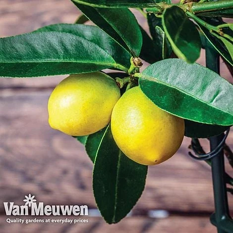 Fruit Meyer Lemon - Image 4