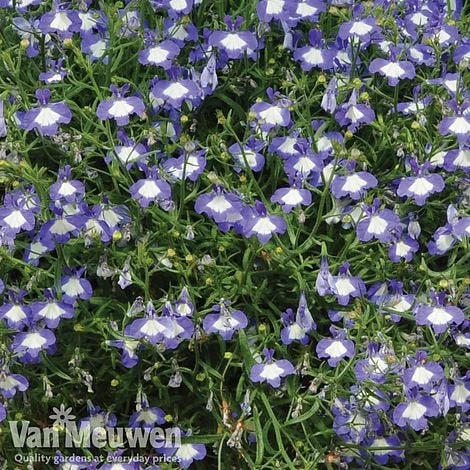 Lobelia 'Waterfall Ice Blue' - Image 3