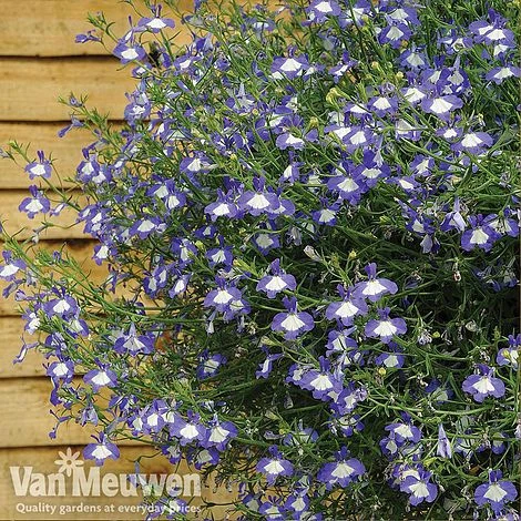 Lobelia 'Waterfall Ice Blue' - Image 4