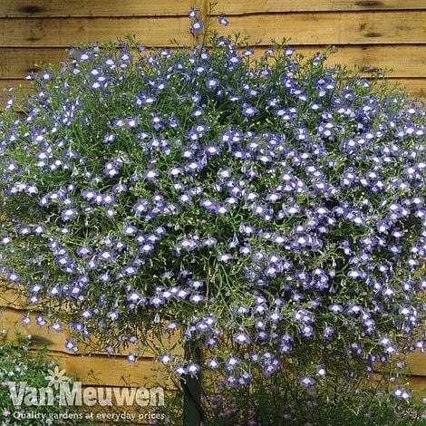 Lobelia 'Waterfall Ice Blue' - Image 2