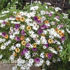 Osteospermum 'Falling Stars'â„¢