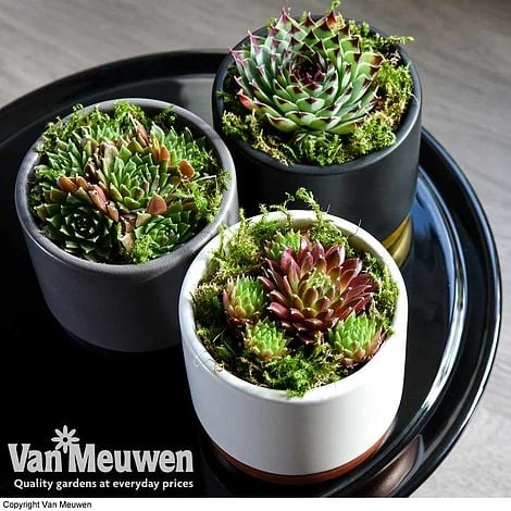 Sempervivum 'Mixed' - Image 2