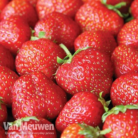 Strawberry 'Elsanta' (Pre-planted Baskets) - Image 2