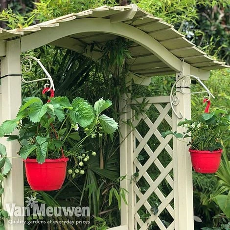 Strawberry 'Elsanta' (Pre-planted Baskets) - Image 5