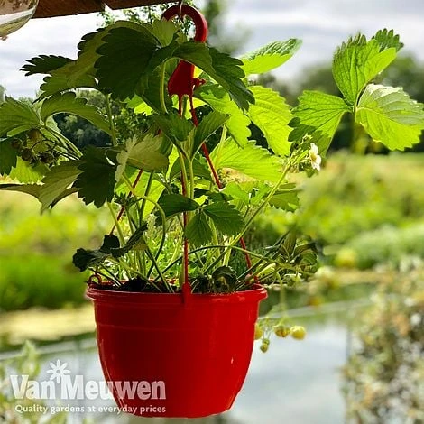 Strawberry 'Elsanta' (Pre-planted Baskets) - Image 3