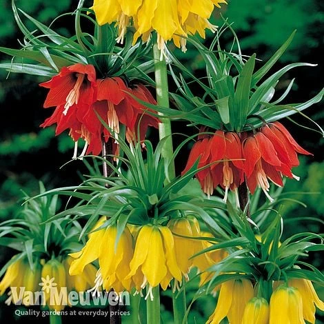 Fritillaria Imperialis 'Collection' - Image 3